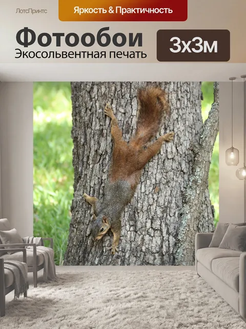 Фотообои Белка, растянутая на дереве