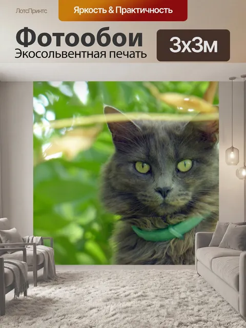 Фотообои Кошка