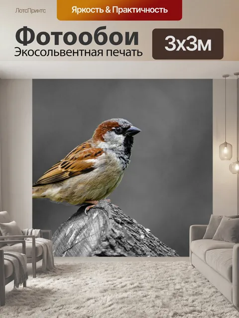 Фотообои Воробей на Вход