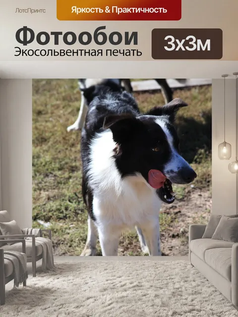 Фотообои Животные