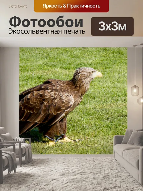 Фотообои Eagle Хищная птица