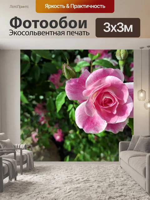 Фотообои Розовая роза