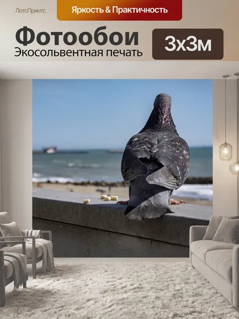 Фотообои Голубь зад