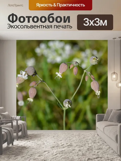 Фотообои Цветы
