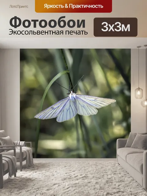 Фотообои Бабочка