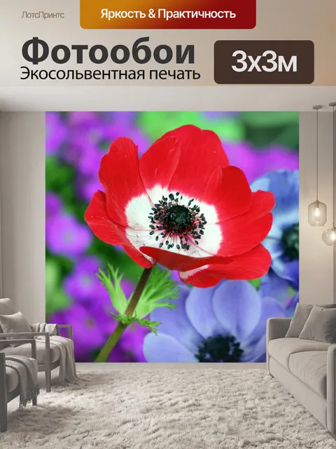 Фотообои Красный цветок анемона