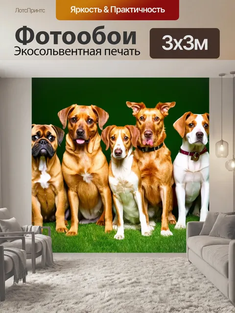 Фотообои собаки различных пород, делающие вместе общие фотографии для календаря