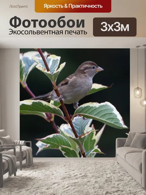 Фотообои Птица