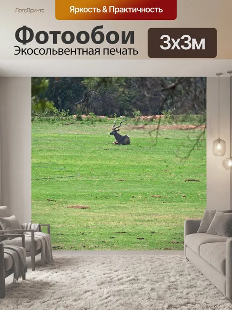 Фотообои вид быка куду, лежащего на поле