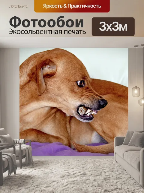 Фотообои Собака