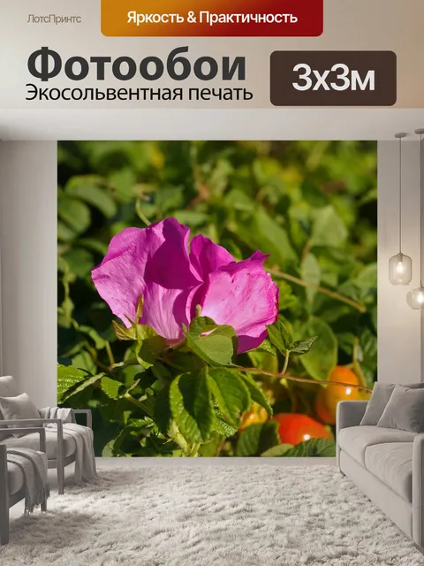Фотообои Дикая роза