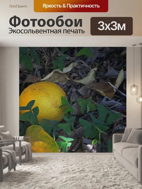 Фотообои желтый лимон, лежащий под лимонным дерев