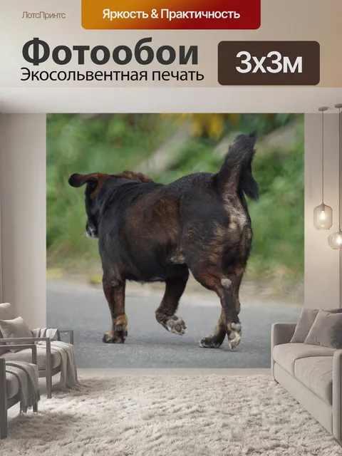 Фотообои Природа