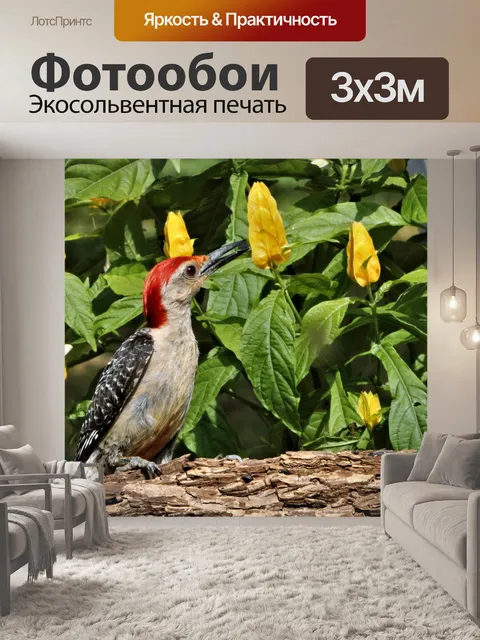 Фотообои Краснобрюхий дятел с семенем