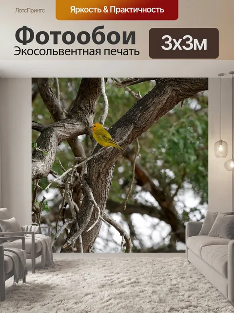 Фотообои Птица