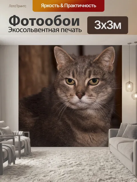 Фотообои Кошка