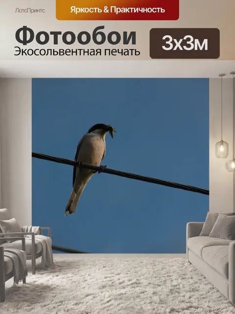 Фотообои Птицы