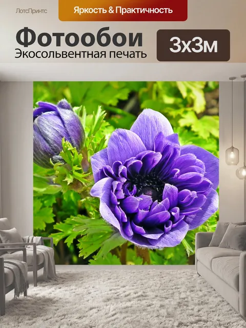 Фотообои Анемоны