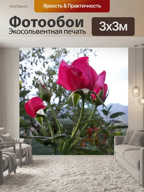 Фотообои Розы в цвету