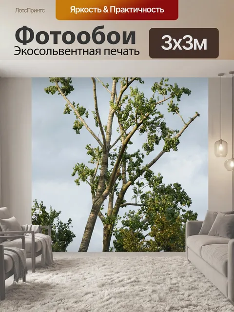 Фотообои Деревья