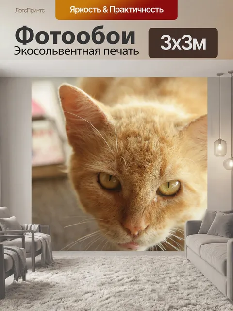 Фотообои Кошки