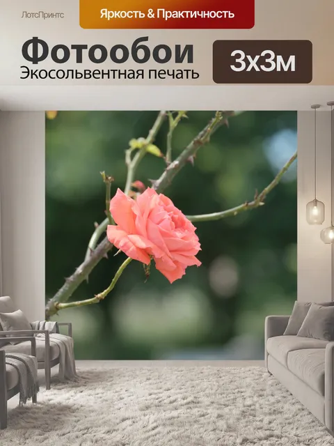 Фотообои Красивая цветущая роза