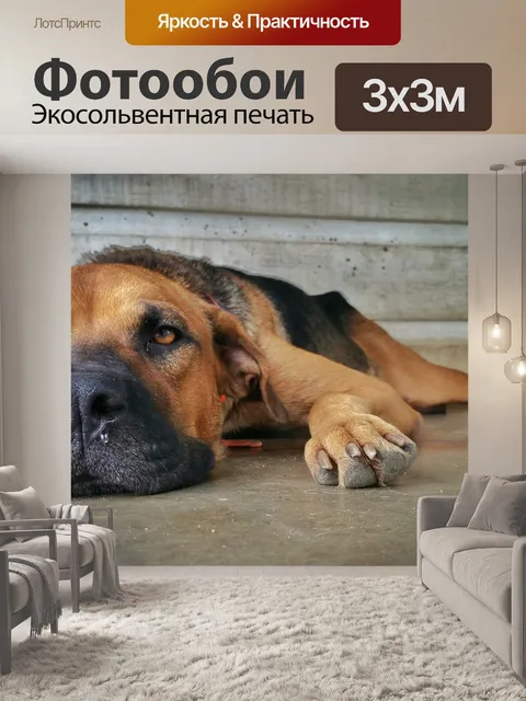Фотообои Собака