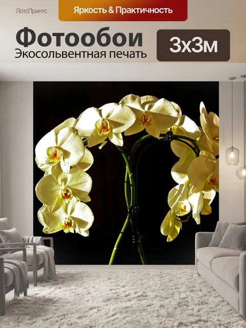 Фотообои Орхидеи