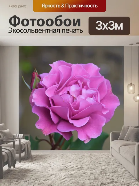 Фотообои Розы