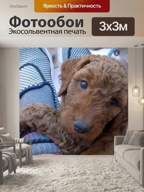 Фотообои Золотой Щенок Щенка