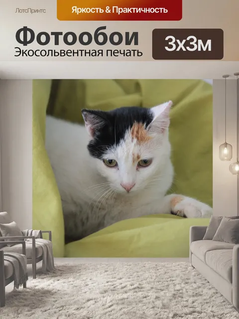 Фотообои Кошка