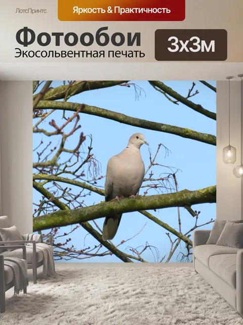 Фотообои Птицы