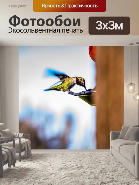 Фотообои Колибри Полет