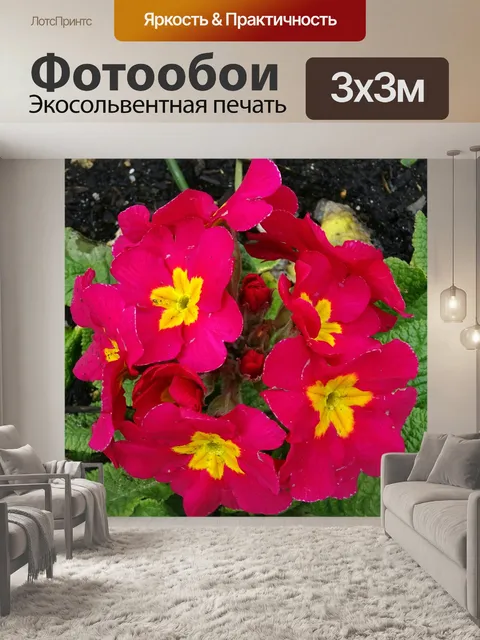 Фотообои Красная Примула Цветы