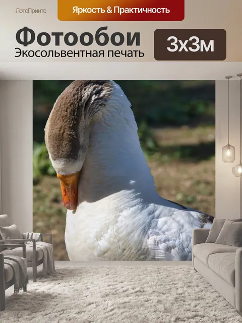 Фотообои Гуси