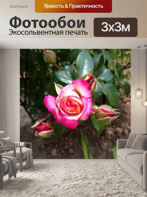 Фотообои Роза