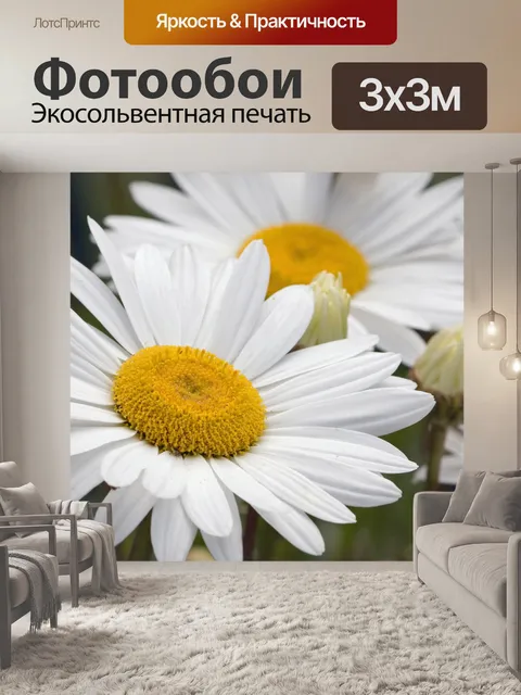 Фотообои Дейзи Цветы Белой