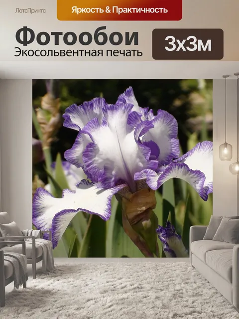 Фотообои Ирис