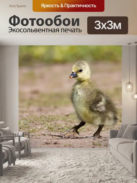 Фотообои Птица