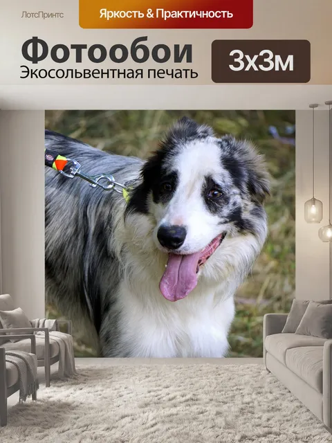 Фотообои Собака