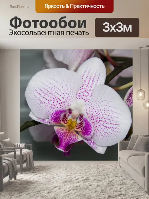 Фотообои орхидея