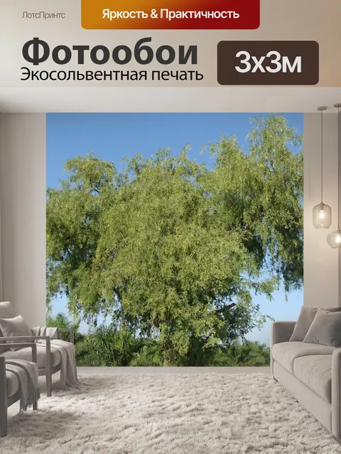Фотообои Акация