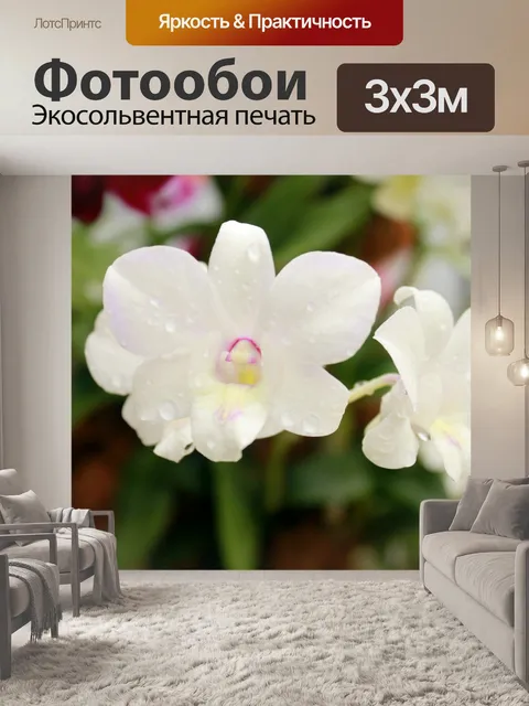 Фотообои Цветок орхидеи цветы