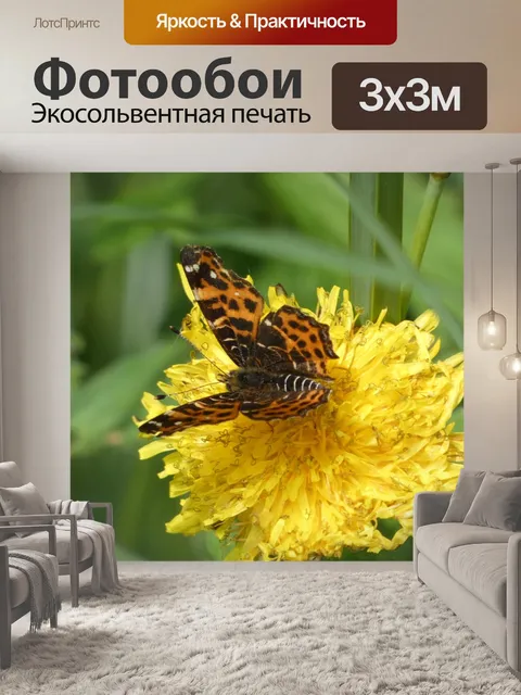 Фотообои Бабочка