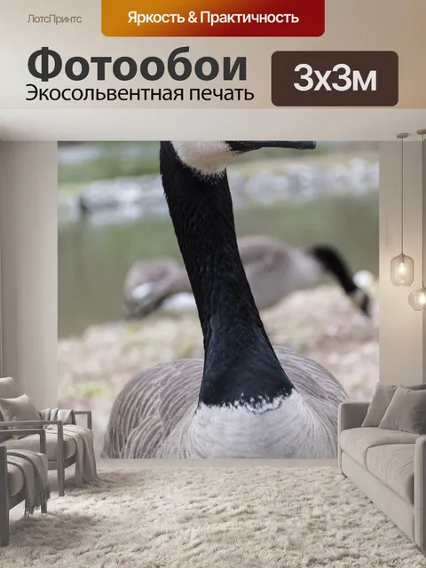 Фотообои Гусь