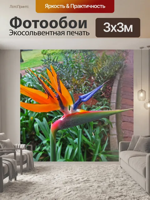 Фотообои вид цветущей стрелиции