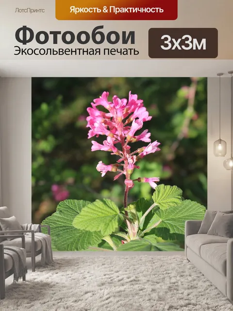 Фотообои Цветы