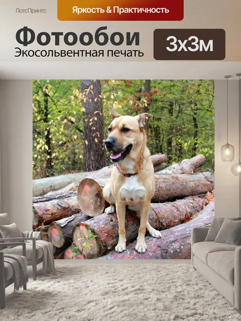 Фотообои Лес