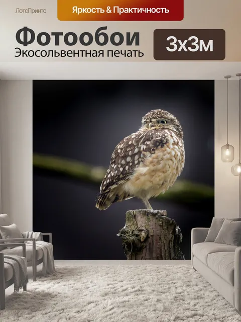 Фотообои Потрошившая сова