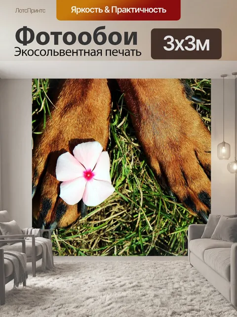 Фотообои Лапы